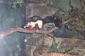 Bronx _Zoo